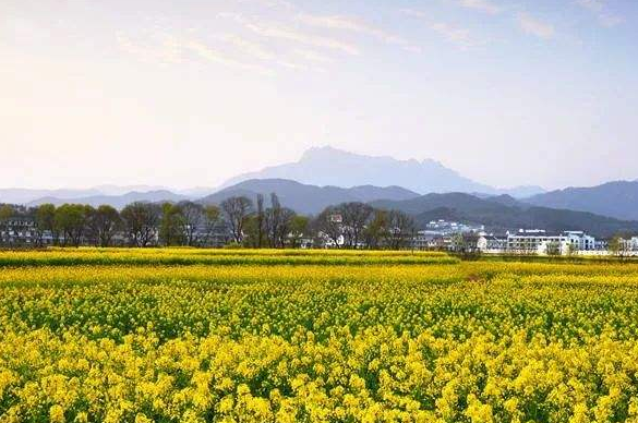 安慶潛山：突出個(gè)性特色，推動(dòng)鄉(xiāng)村振興